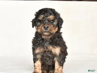 Mini Goldendoodle dogs Georgie - Ad 2