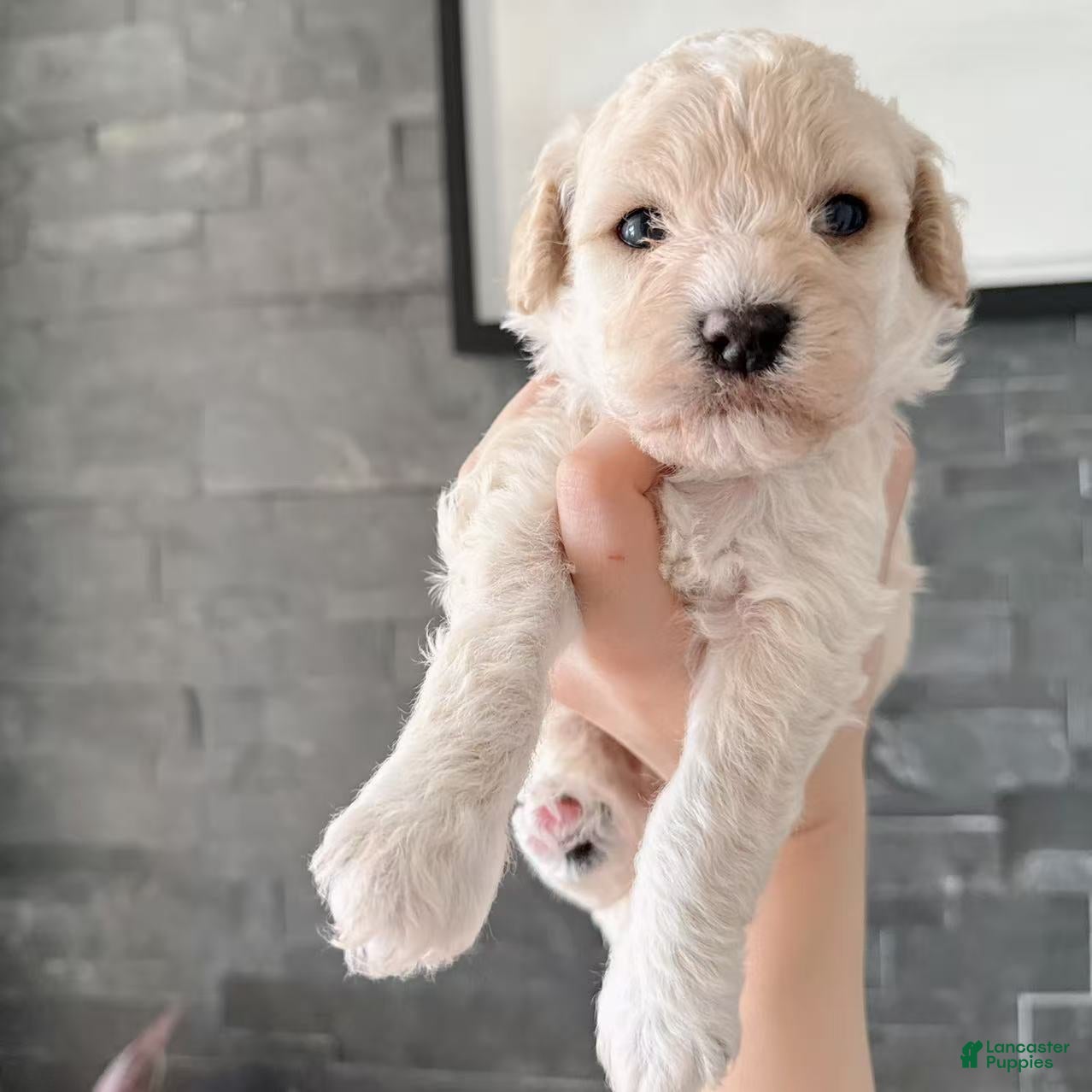 Bichpoo dogs Cookie - Ad 33