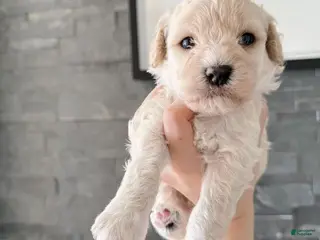 Bichpoo dogs Cookie - Ad 37