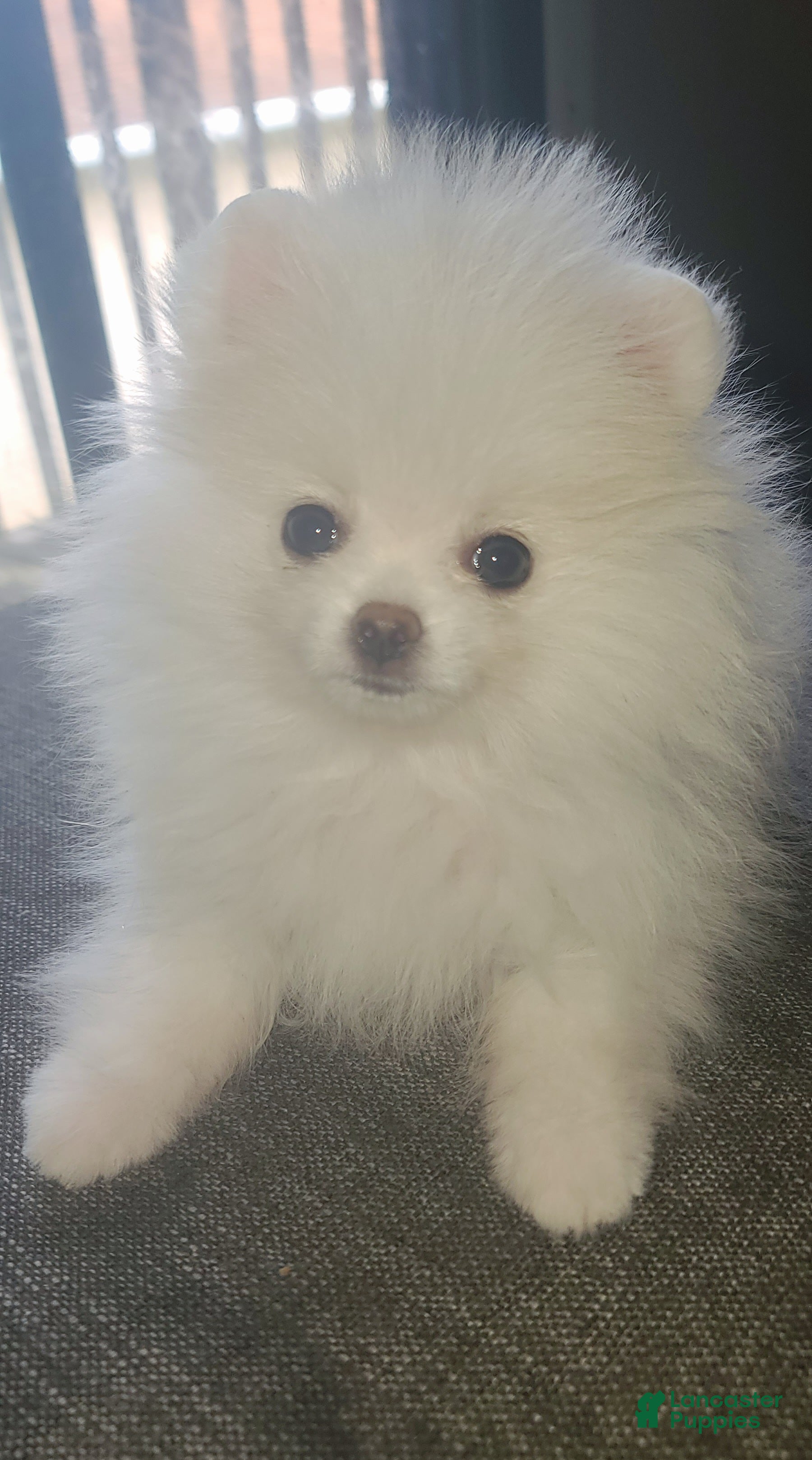 Pomeranian dogs Luna - Ad 2