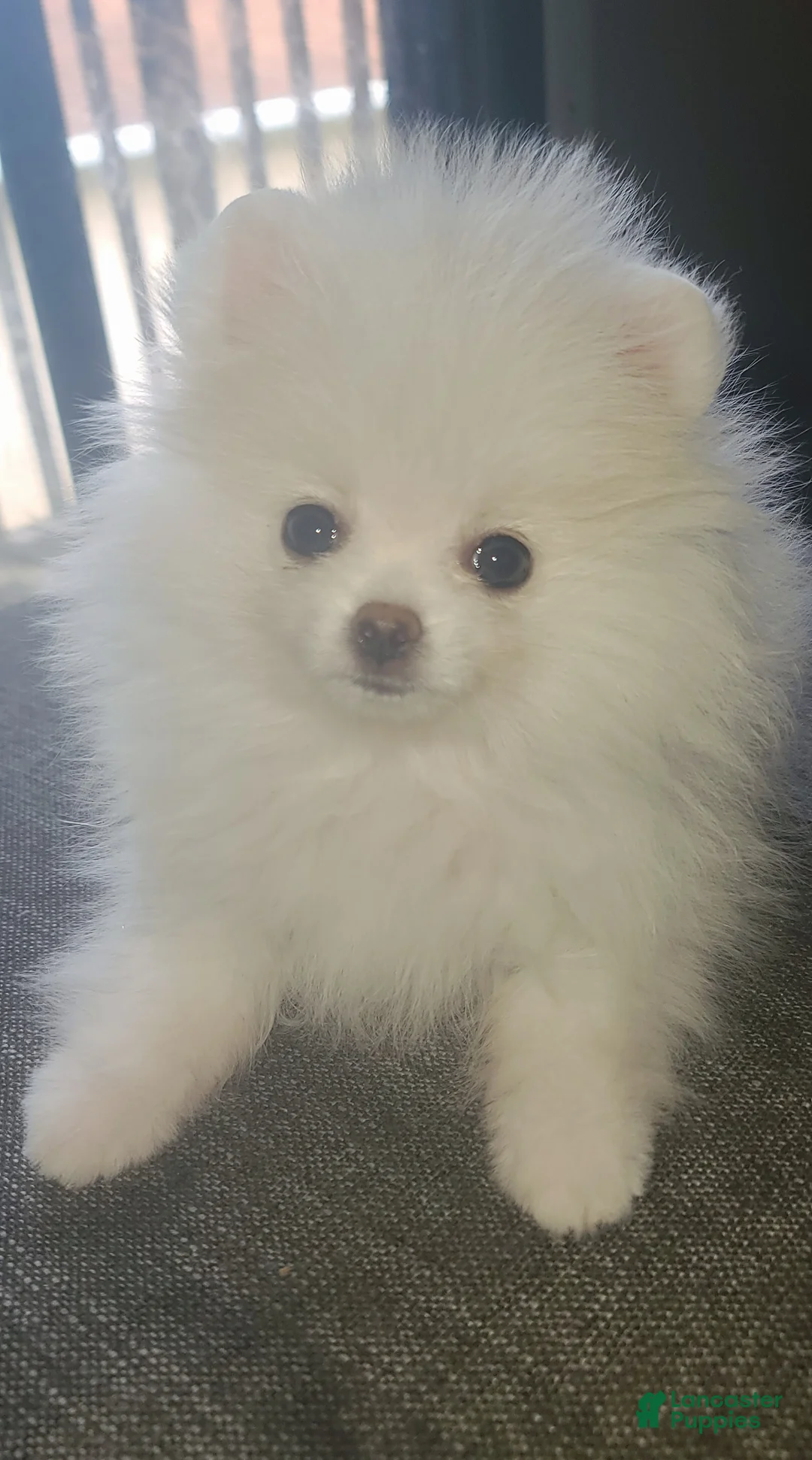 Pomeranian dogs for sale: Luna - Ad 2