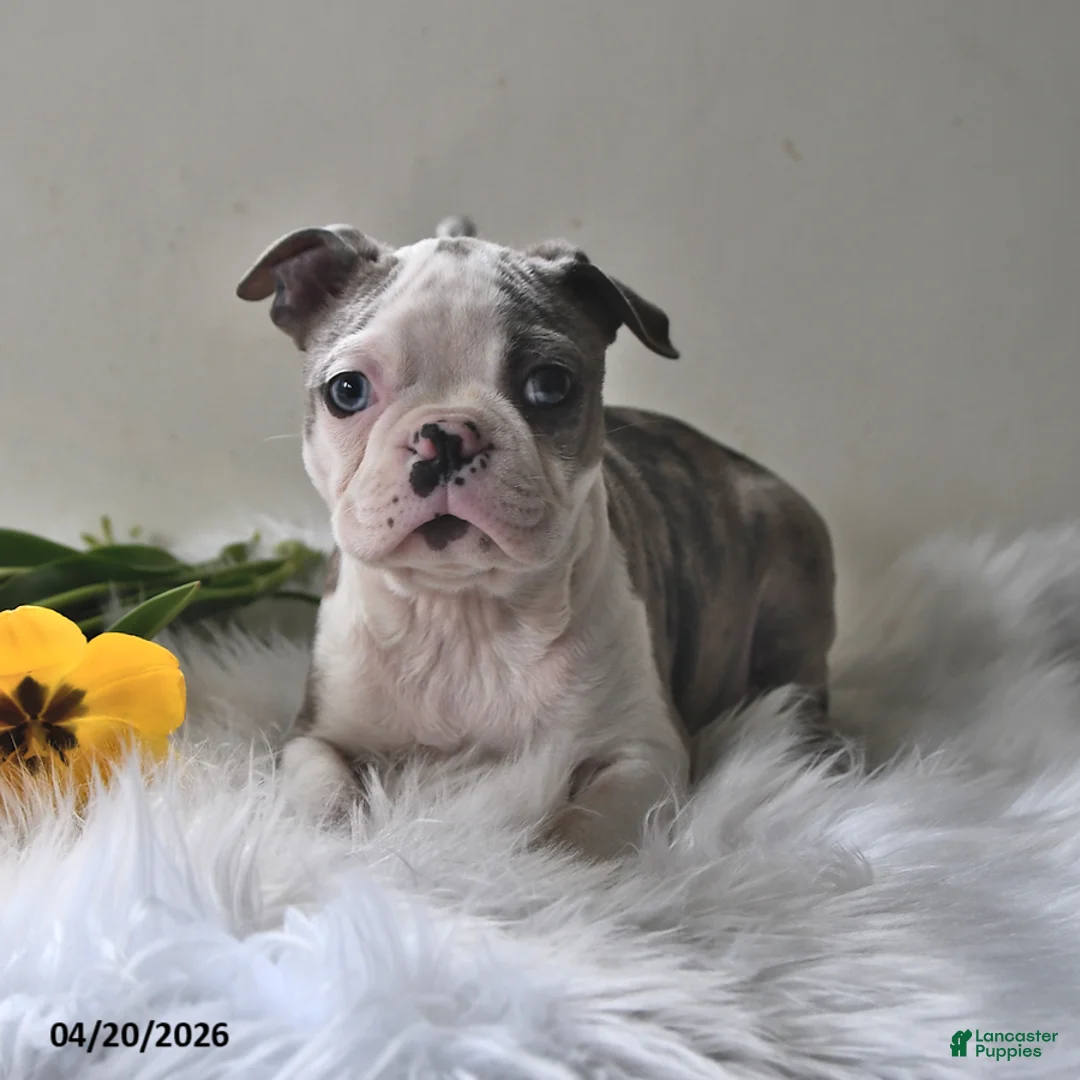 Boston Terrier dogs for sale: Denver - Ad 1