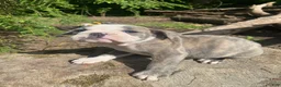 Mixed Breed dogs for sale: Betty - Ad 2