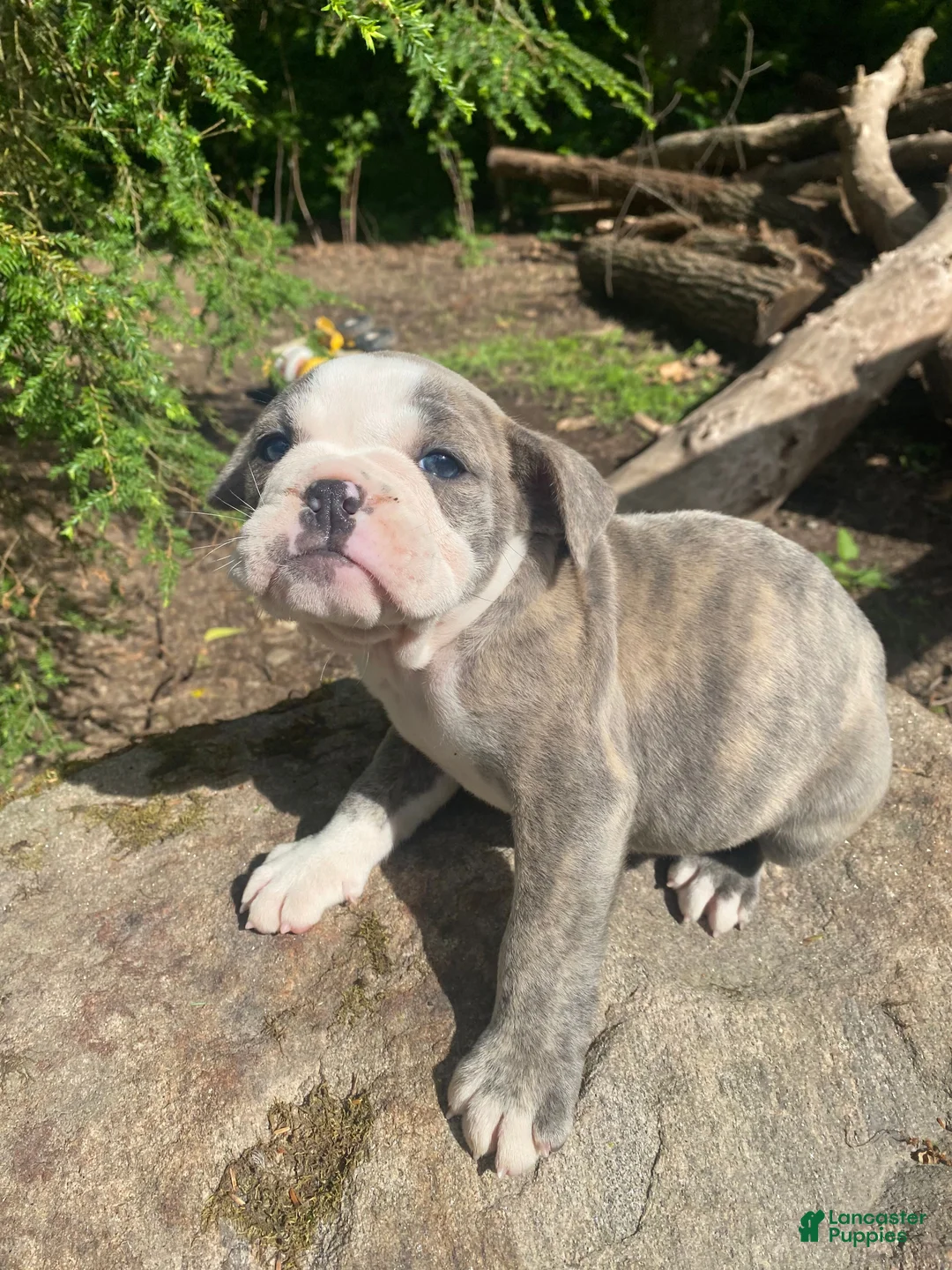 Mixed Breed dogs for sale: Betty - Ad 2