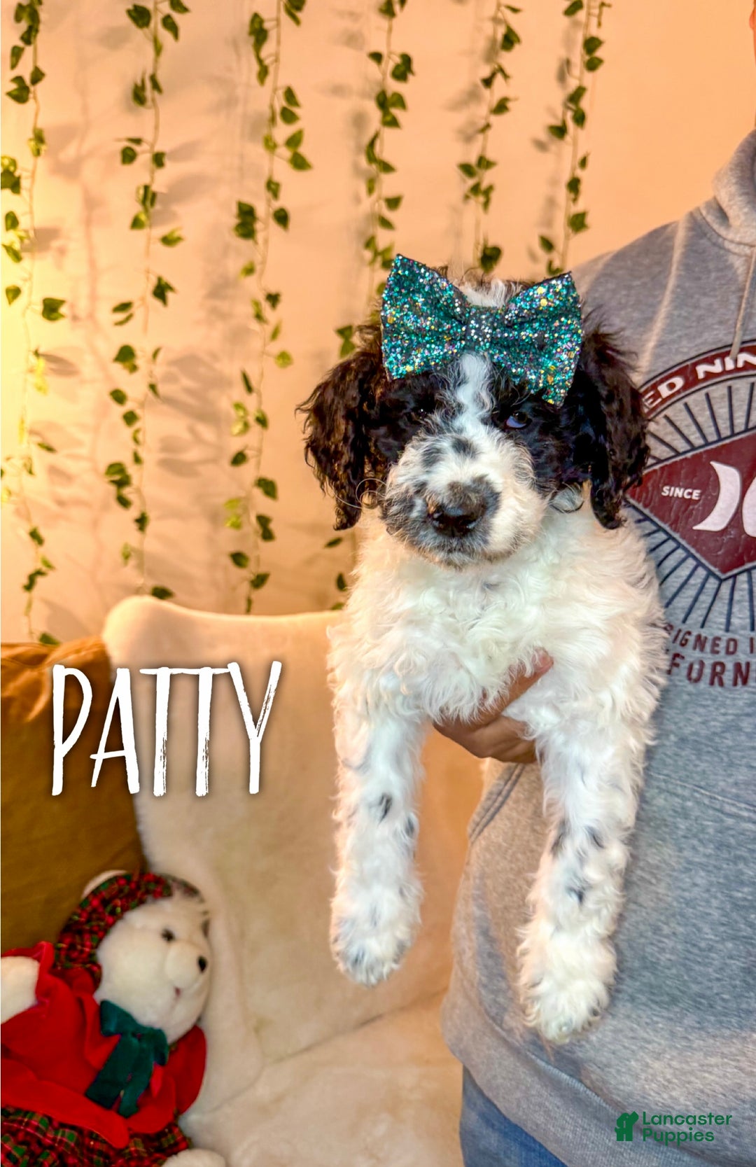 Mixed Breed dogs for sale: Patty - Ad 2