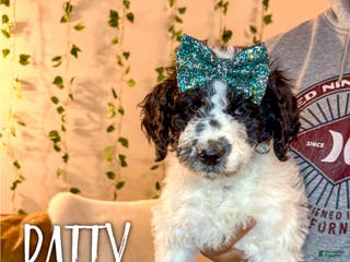 Mixed Breed dogs Patty - Ad 30