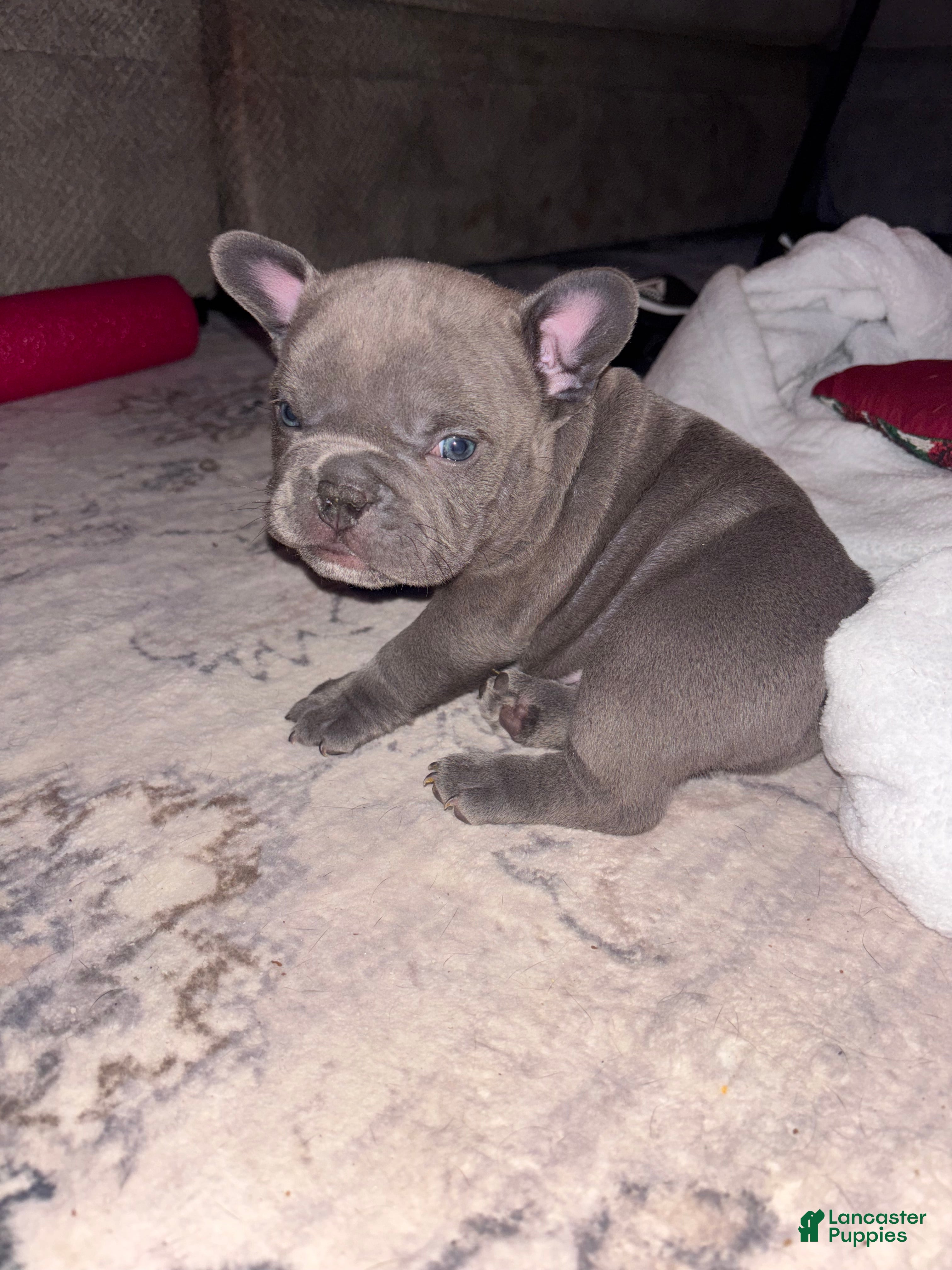 American Bully dogs American Bully Puppy 3 - Ad 20
