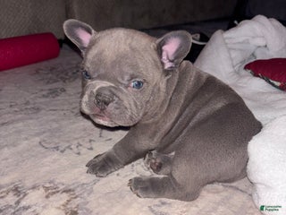 American Bully dogs American Bully Puppy 3 - Ad 20