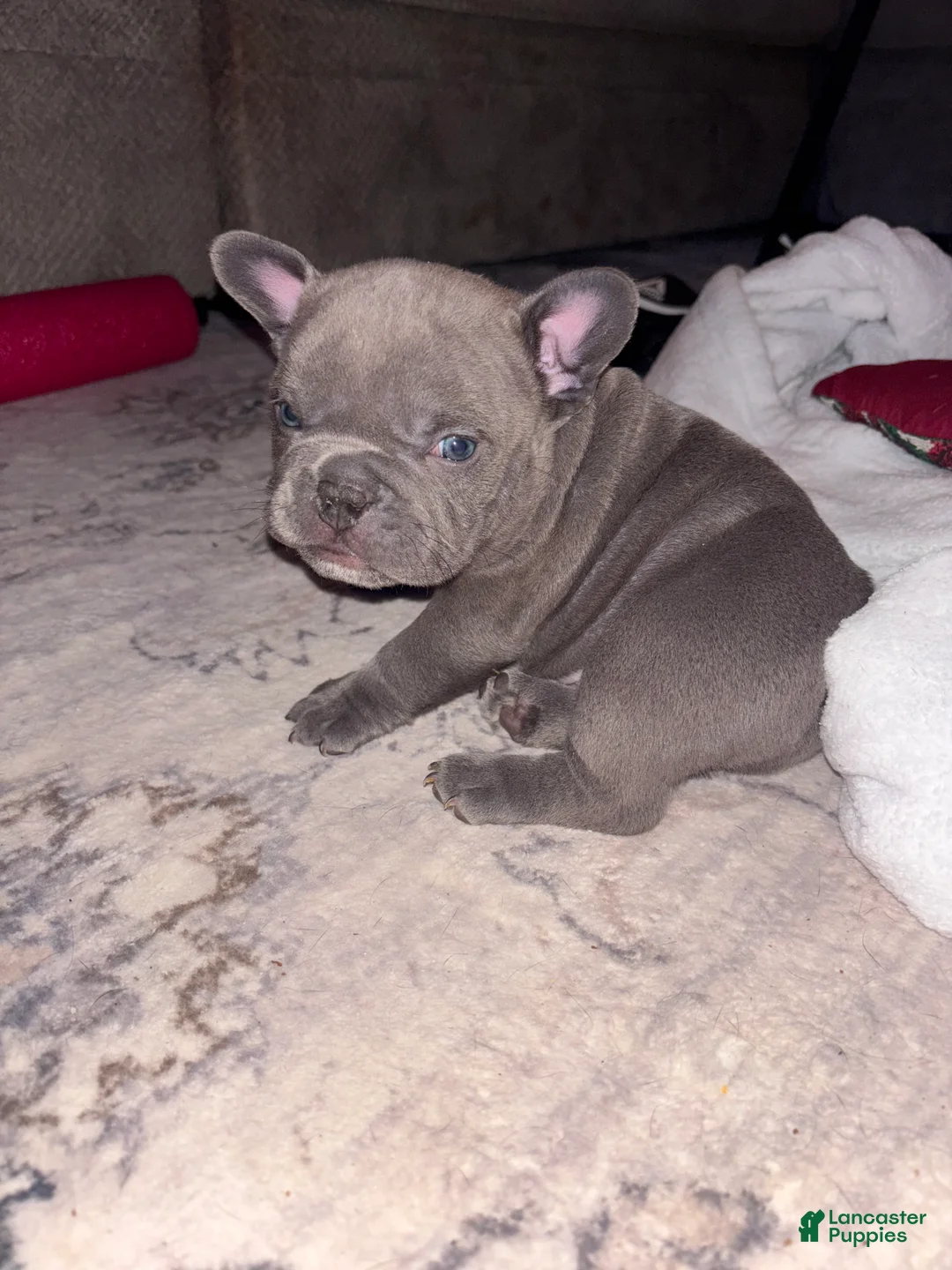 American Bully dogs for sale: American Bully Puppy 4 - Ad 10