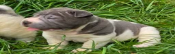 Shar Pei dogs for sale: Travis Blue flower brush coat mini - Ad 10