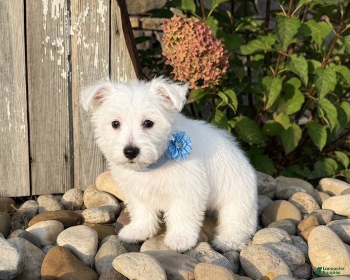 West Highland Terrier dogs Andrew - Ad 1