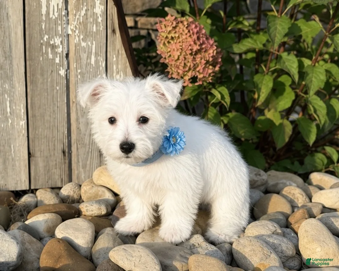 West Highland Terrier dogs for sale: Andrew - Ad 1