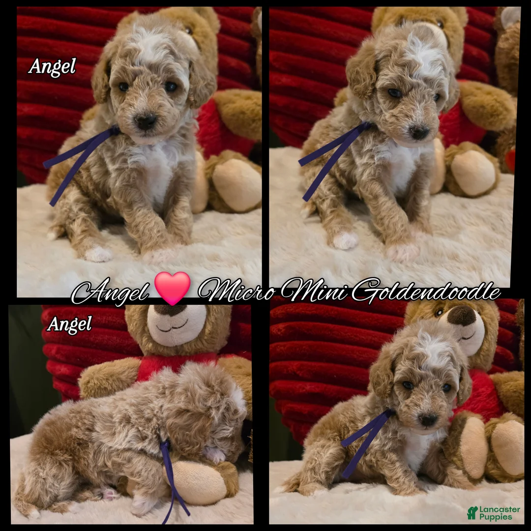 Mini Goldendoodle dogs for sale: Angel   - Ad 2