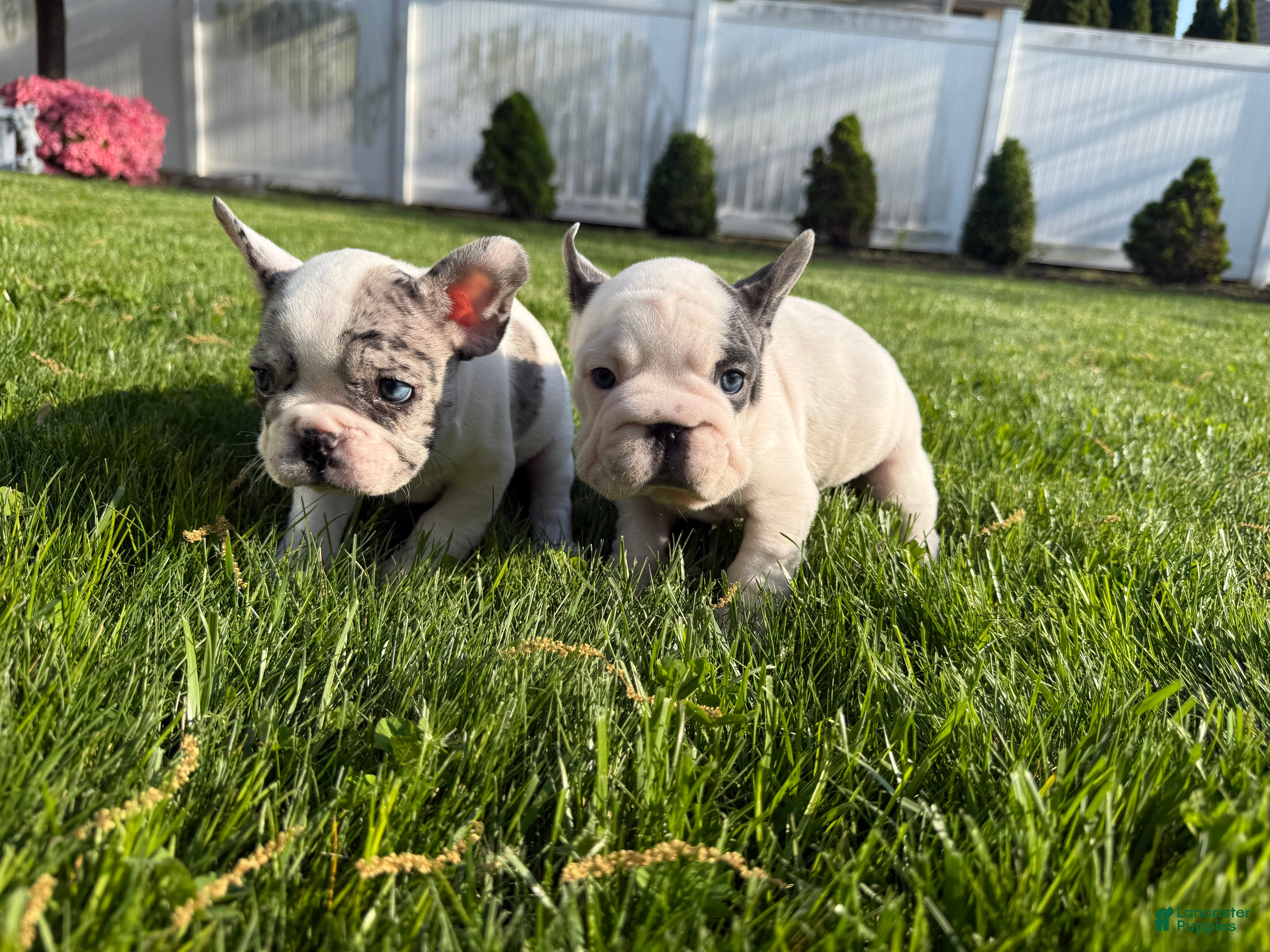French Bulldog dogs Ying - Ad 1