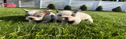 French Bulldog dogs for sale: Ying - Ad 1