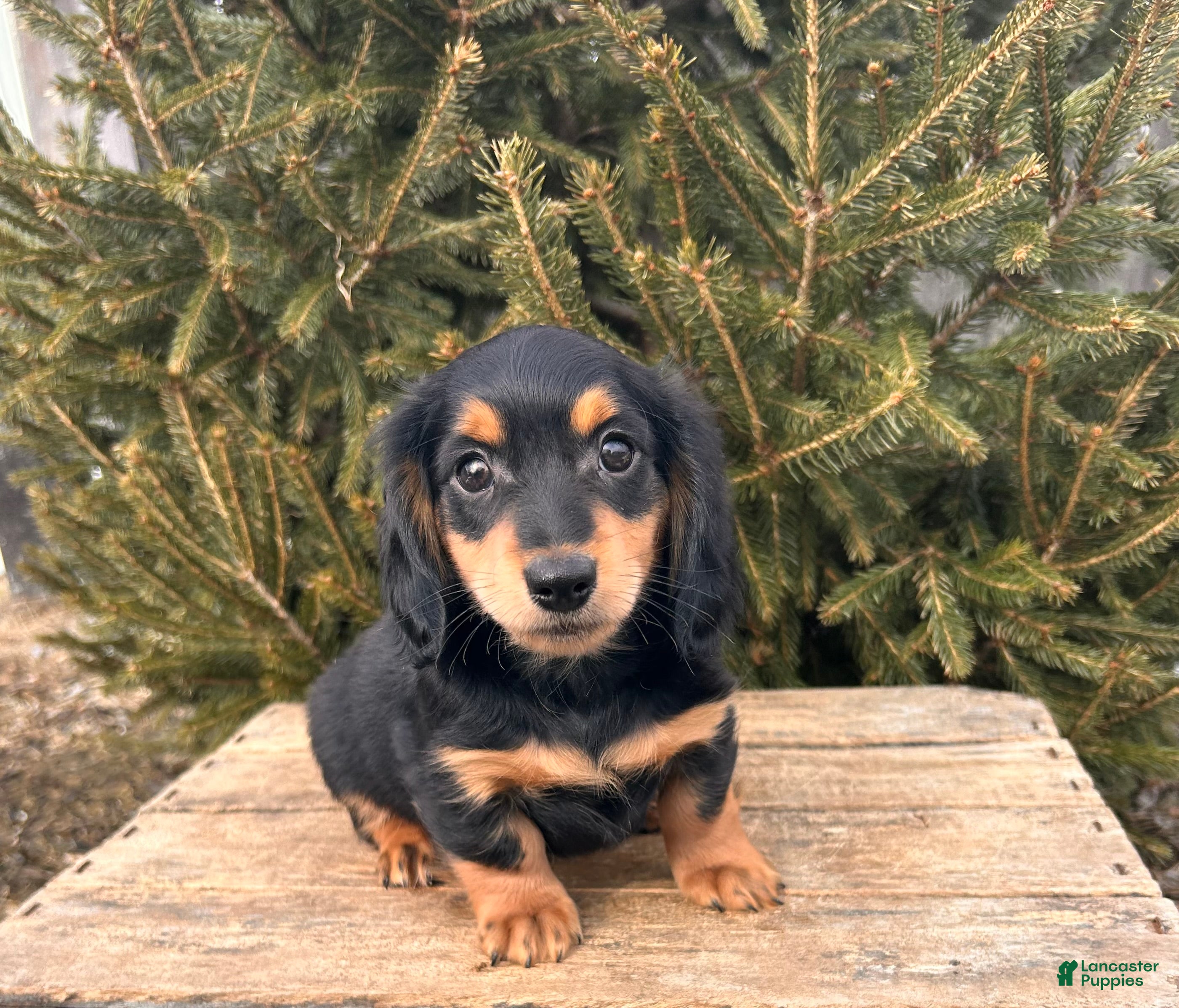 Miniature Dachshund dogs Mascot - Ad 2