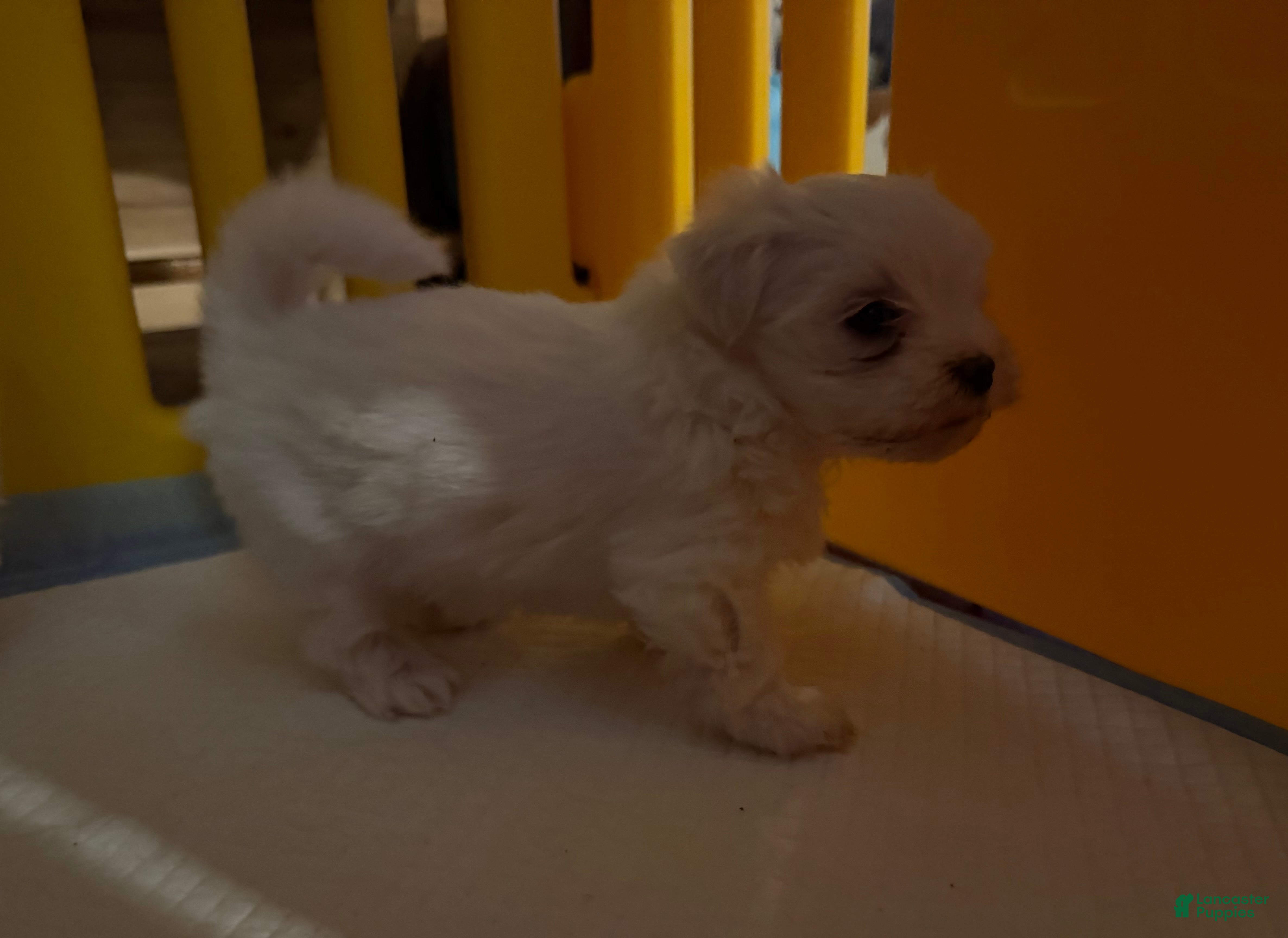 Morkie dogs Morkie 1 - Ad 12