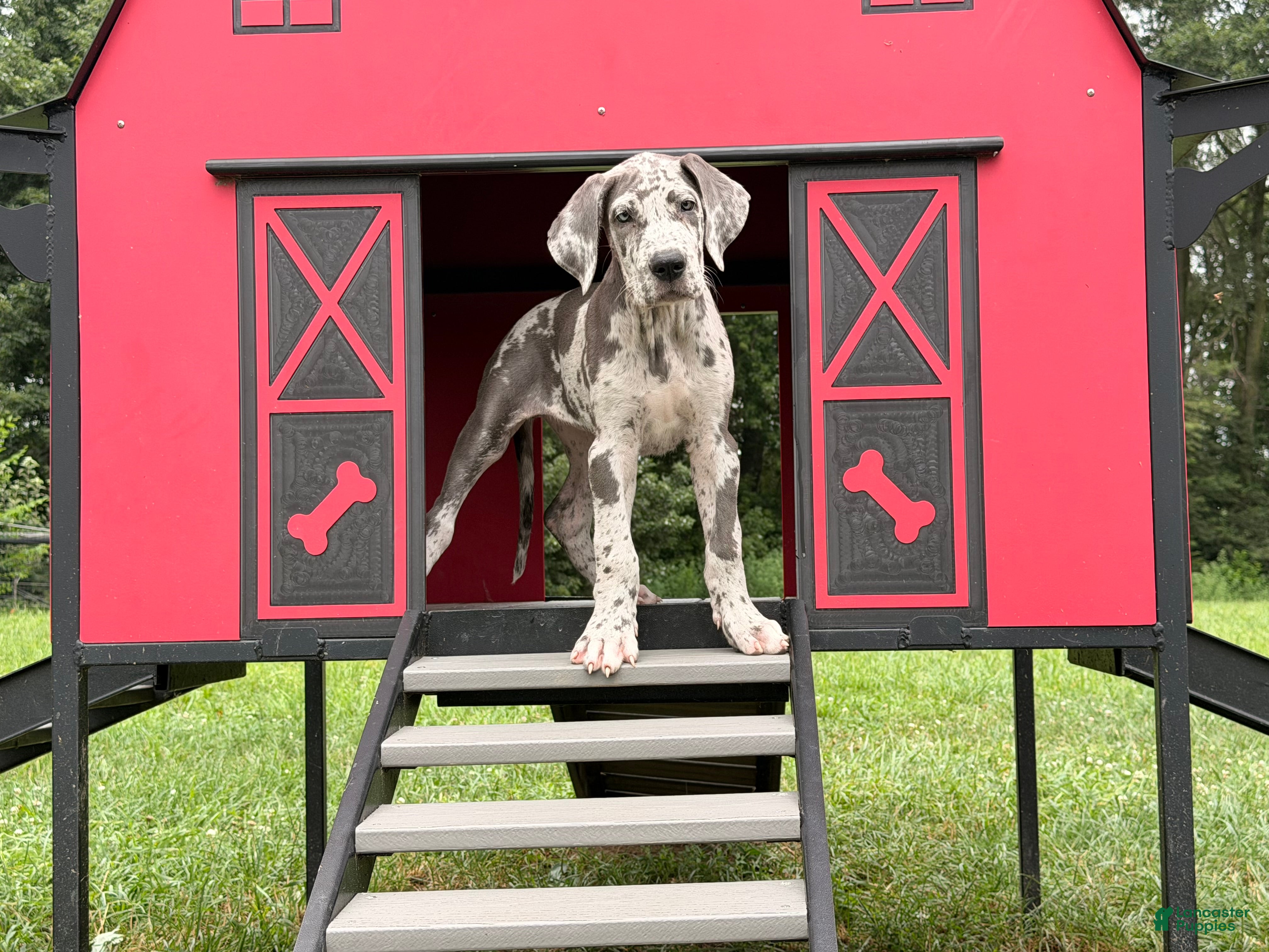 Great Dane dogs Petunia Great Dane  - Ad 2