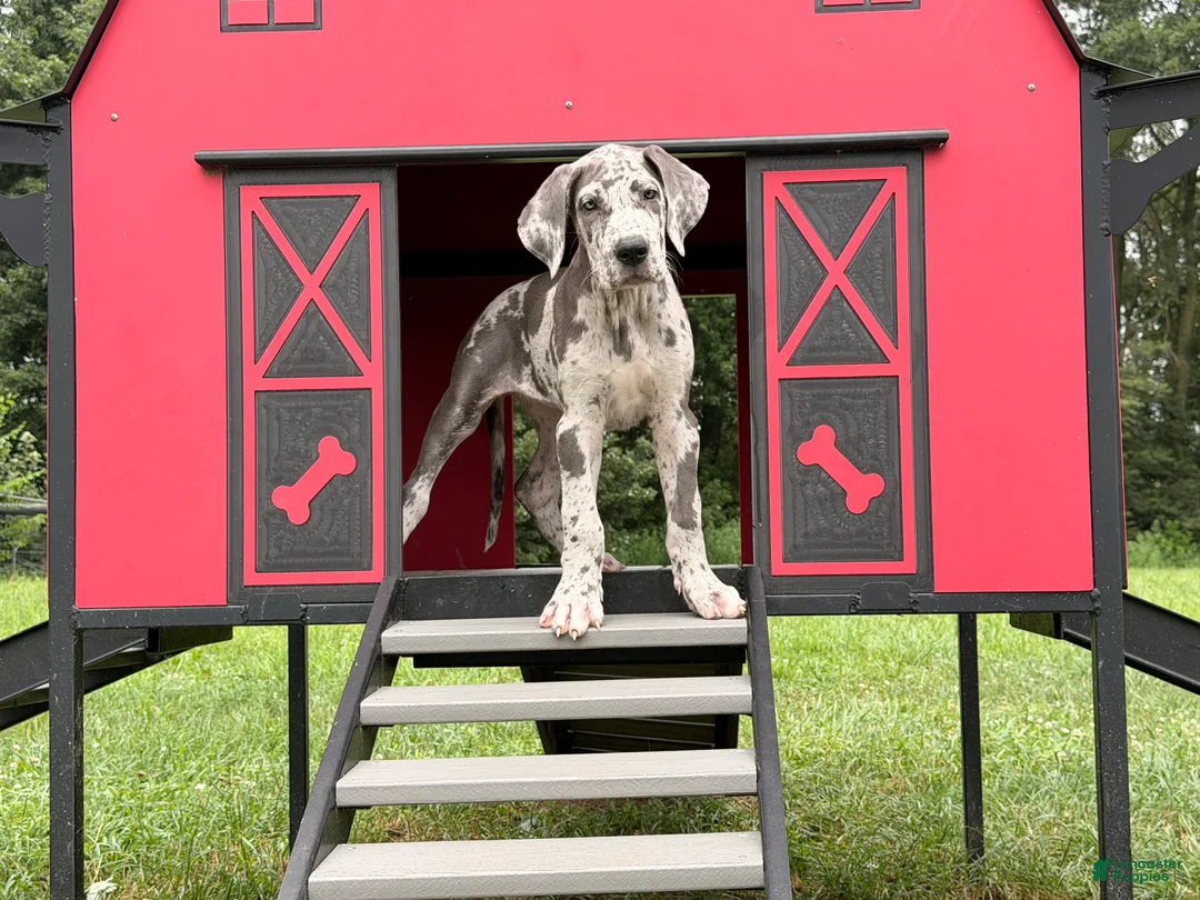 Great Dane dogs for sale: Petunia Great Dane  - Ad 2