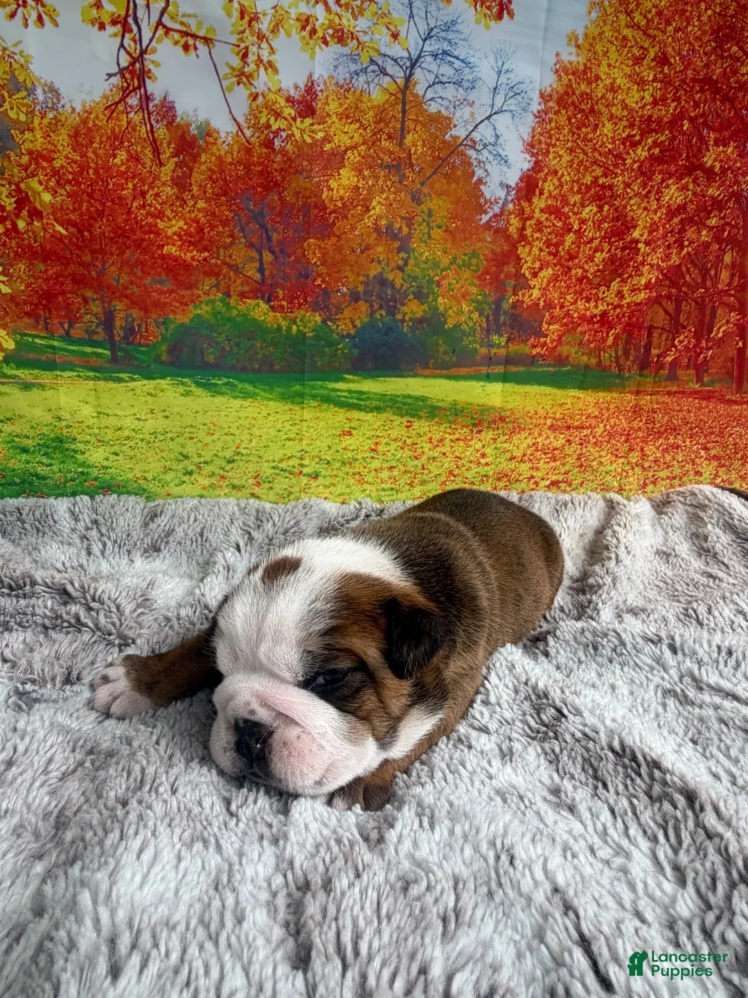 English Bulldog dogs for sale: English Bulldog 1 - Ad 2