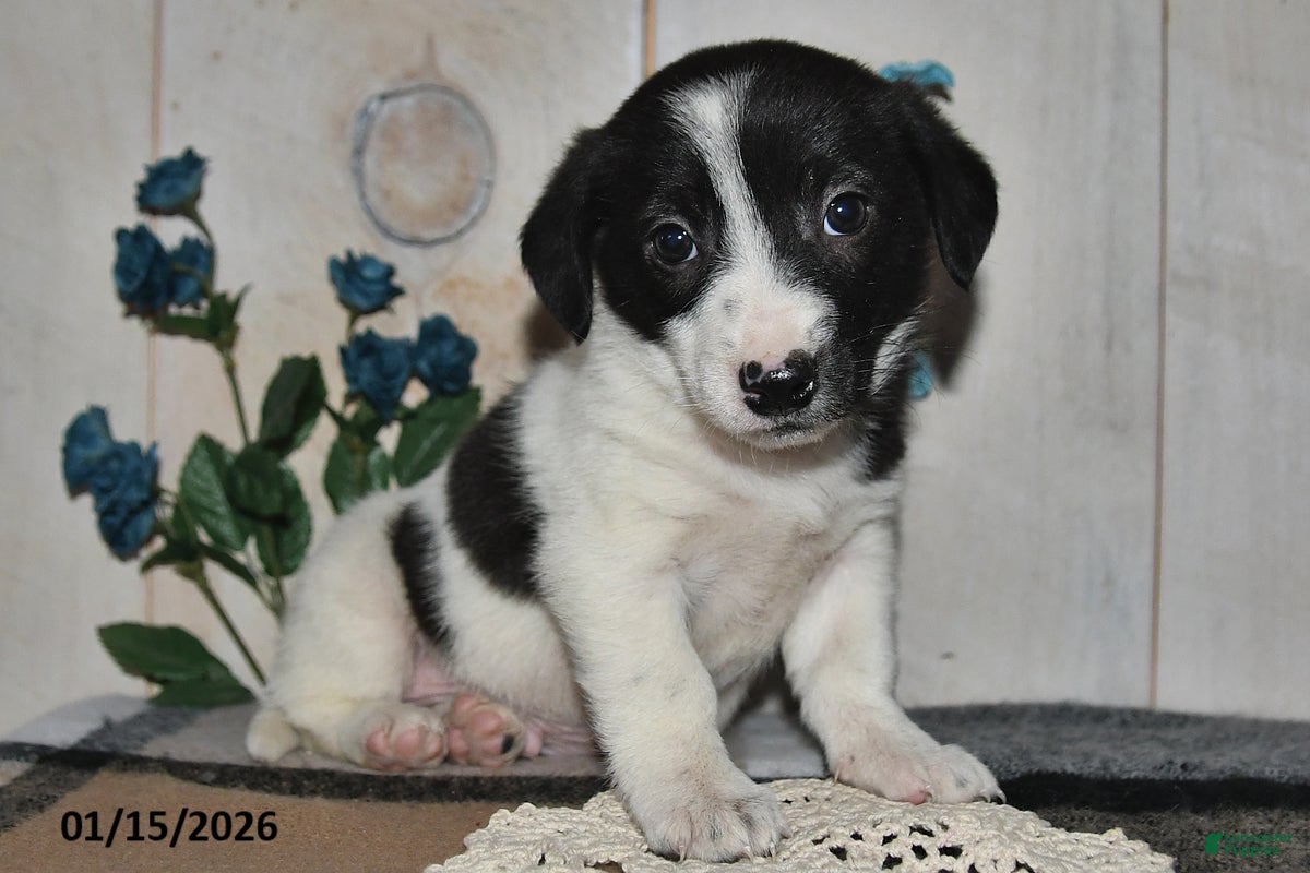 Mixed Breed dogs Chippy - Ad 34