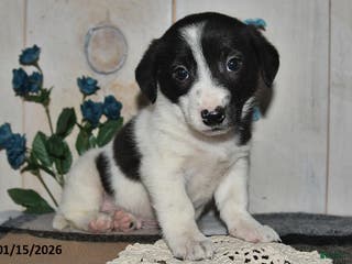 Mixed Breed dogs Chippy - Ad 29