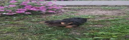 Yorkshire Terrier dogs for sale: Alena - Ad 4