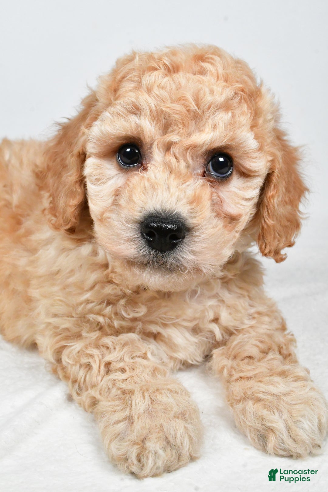 Bichpoo dogs for sale: Remy - Ad 6