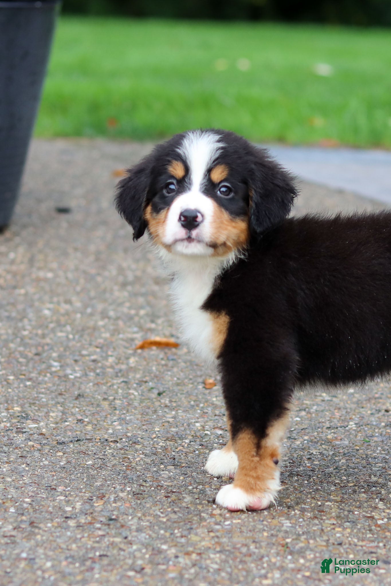 Bernese Mountain Dog dogs Charlotte - Ad 2