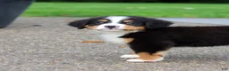 Bernese Mountain Dog dogs for sale: Charlotte - Ad 2