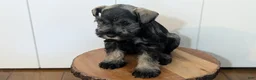 Miniature Schnauzer dogs for sale: Cleo - Ad 8