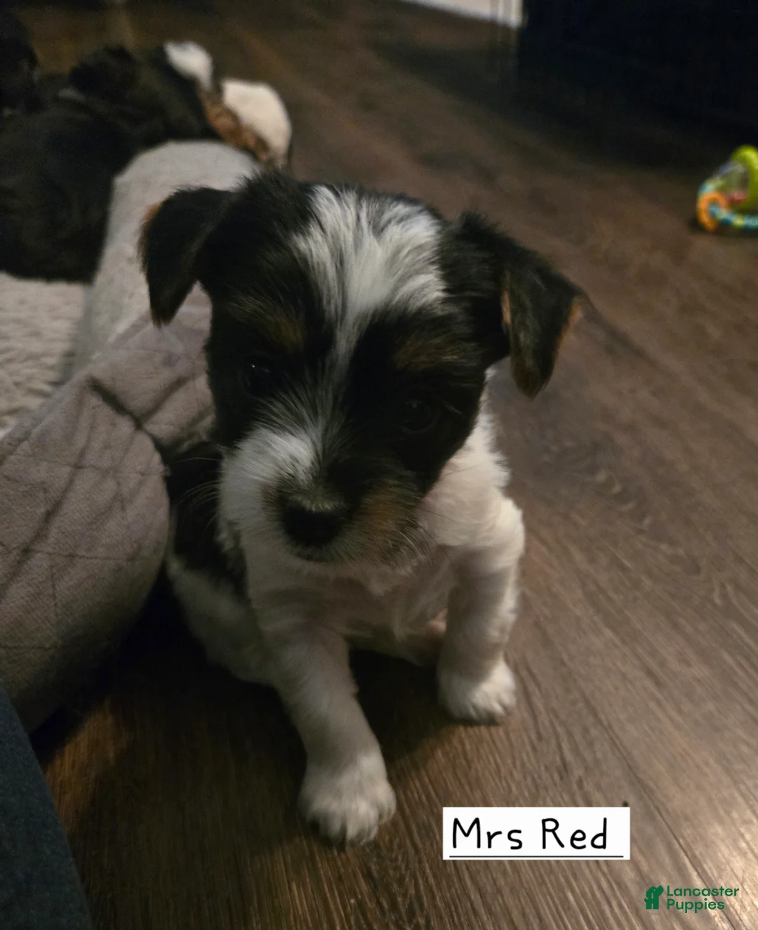 Yorkshire Terrier dogs for sale: Yorkshire Terrier Puppy 3 - Ad 4