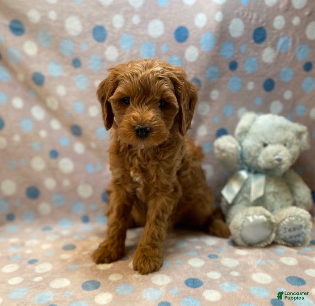 Cavapoo dogs Elmo - Ad 1