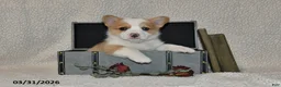 Welsh Corgi Pembroke dogs for sale: Dove - Ad 1