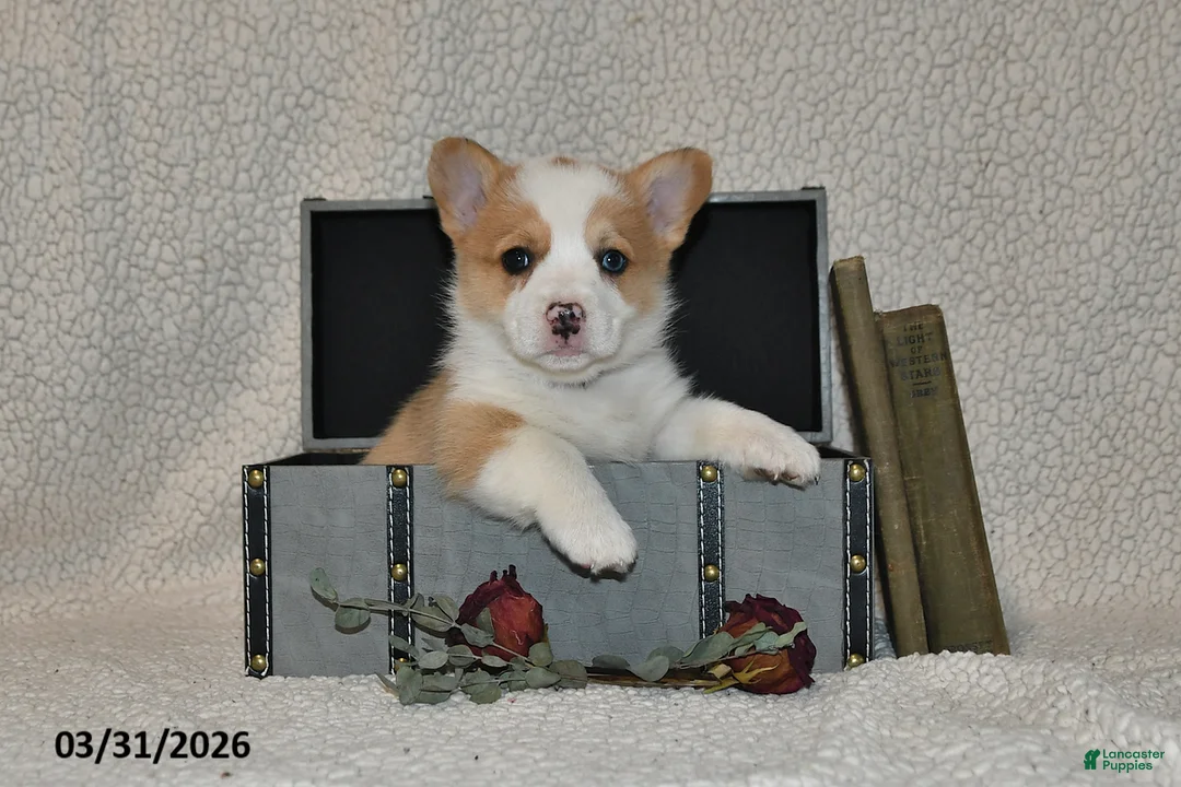 Welsh Corgi Pembroke dogs for sale: Dove - Ad 1