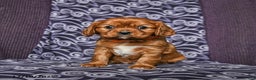 Cavalier King Charles Spaniel dogs for sale: Buddy - Ad 2