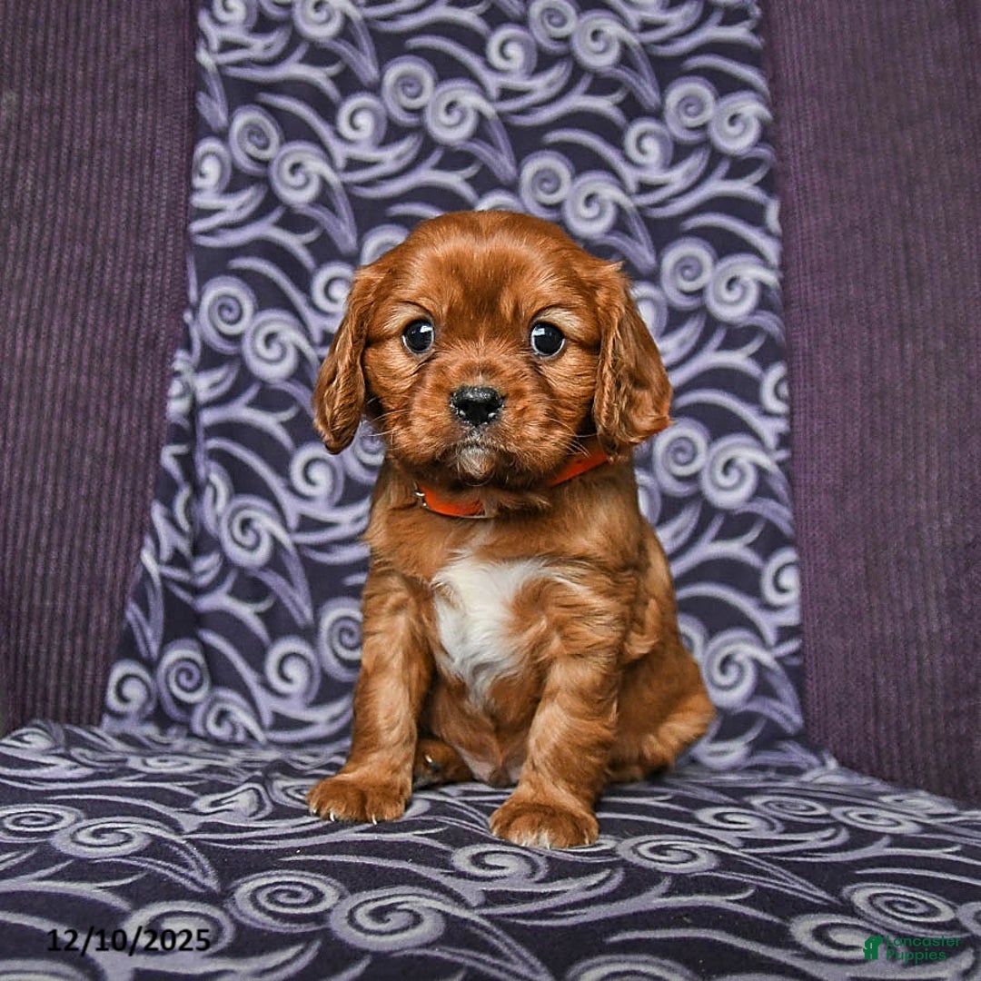 Cavalier King Charles Spaniel dogs for sale: Buddy - Ad 2