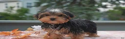 Yorkshire Terrier dogs for sale: Winston - Ad 4