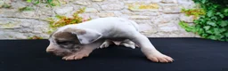 Great Dane dogs for sale: Apollo - Ad 5