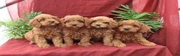 Cockapoo dogs for sale: Ace - Ad 2