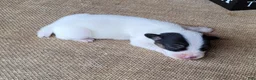 Jack Russell Terrier dogs for sale: RICOCHET Delivery available  - Ad 5