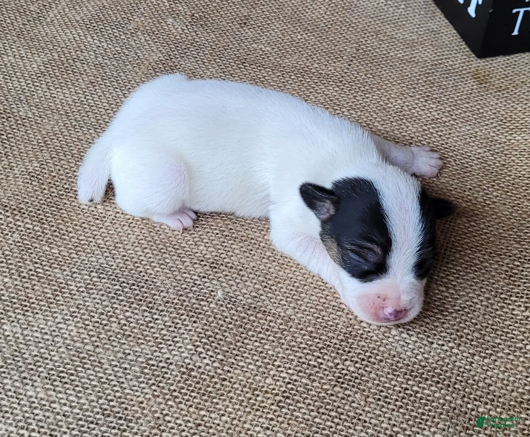 Jack Russell Terrier dogs for sale: RICOCHET Delivery available  - Ad 5