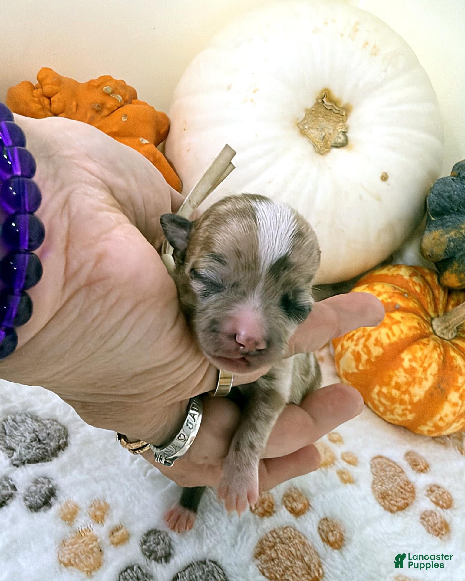 Chihuahua dogs for sale: White - Ad 2