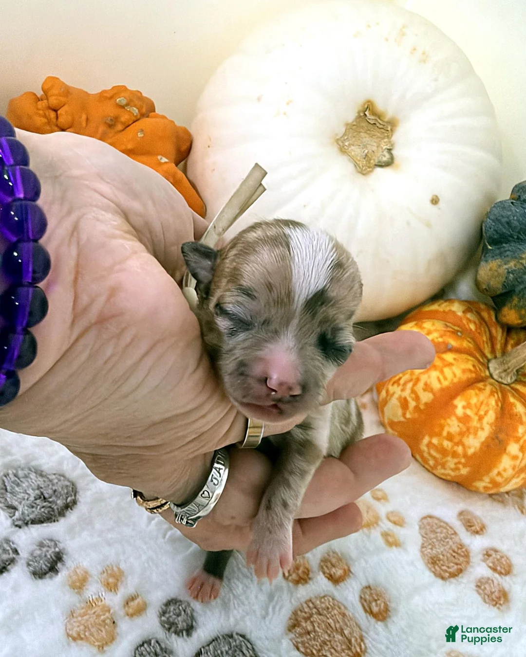 Chihuahua dogs for sale: White - Ad 2