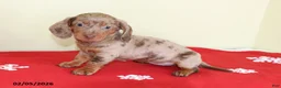 Miniature Dachshund dogs for sale: Tootsie - Ad 5