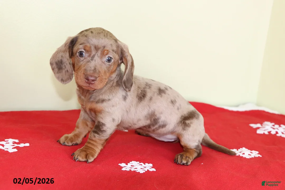 Miniature Dachshund dogs for sale: Tootsie - Ad 5