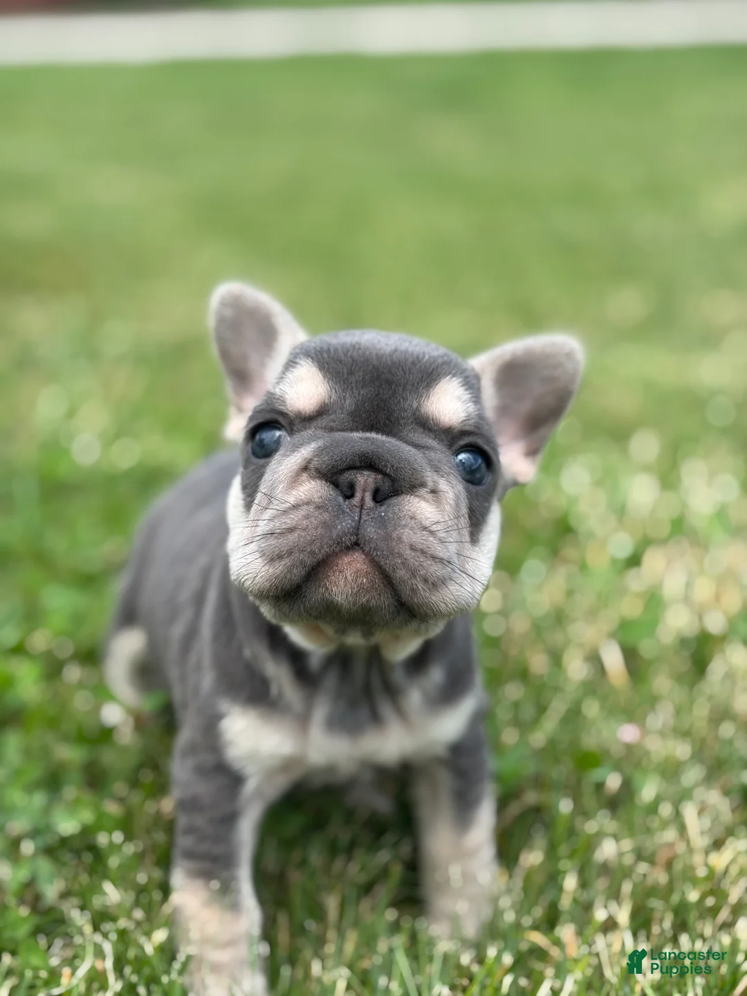 French Bulldog dogs for sale: Madeline - Ad 3