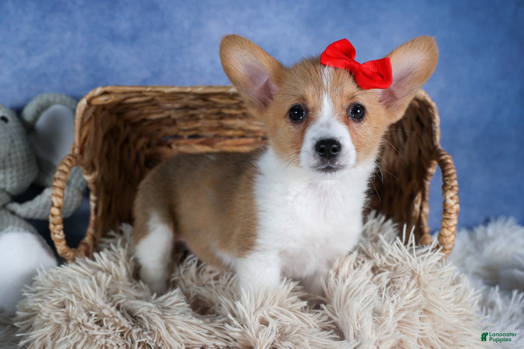 Welsh Corgi Pembroke dogs for sale: Lulu - Ad 3