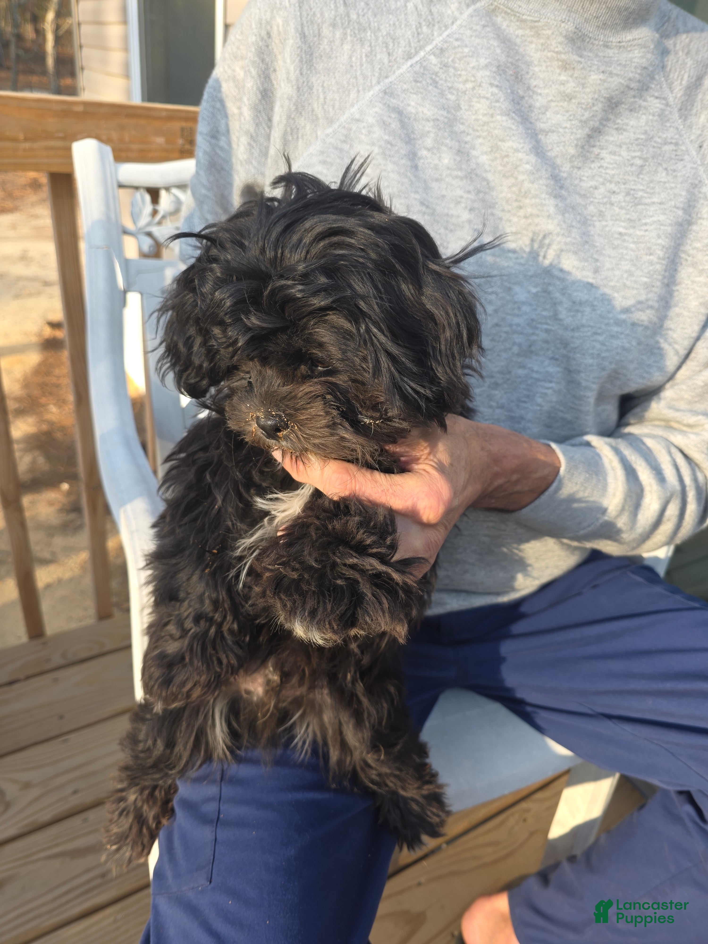 Shihpoo dogs Sox - Ad 2