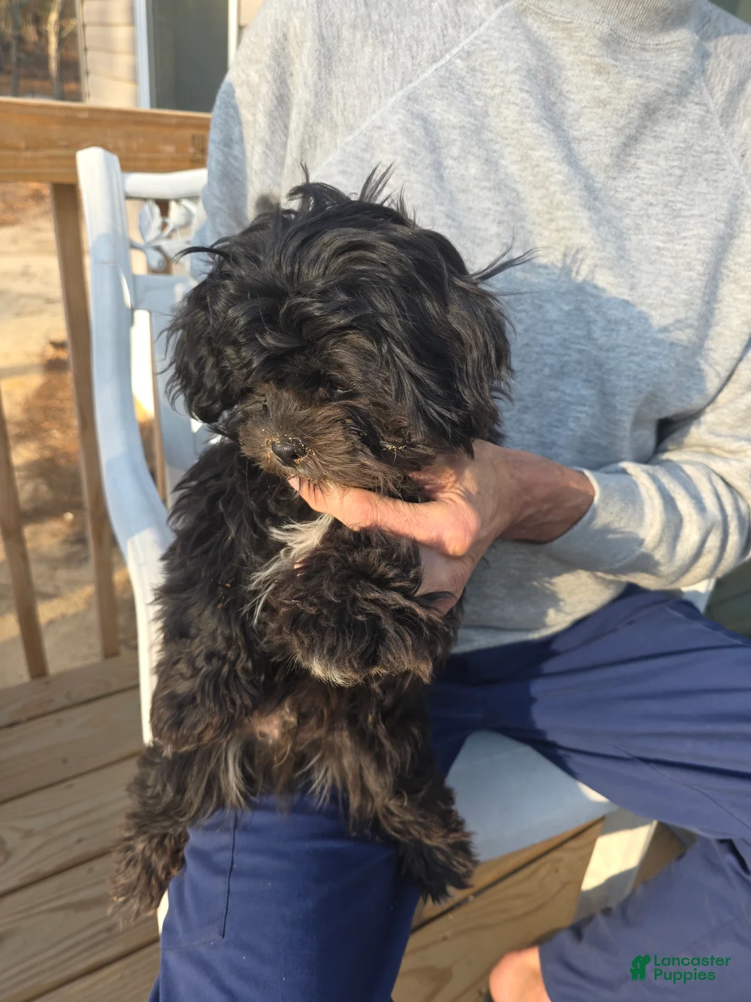 Shihpoo dogs for sale: Sox - Ad 2